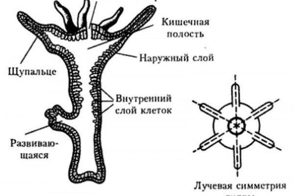 Даркнет вход